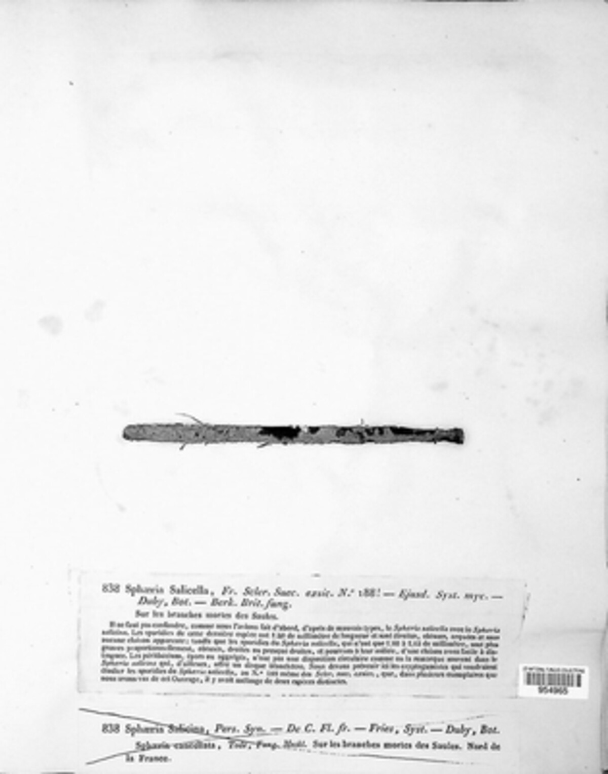 Plagiostoma salicellum image
